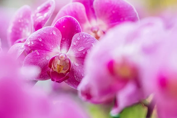 Gyönyörű lila orchidea virágok — Stock Fotó