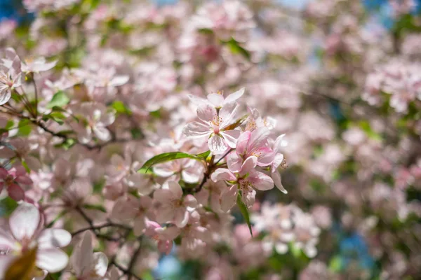 Rózsaszín cseresznyevirág virág — Stock Fotó