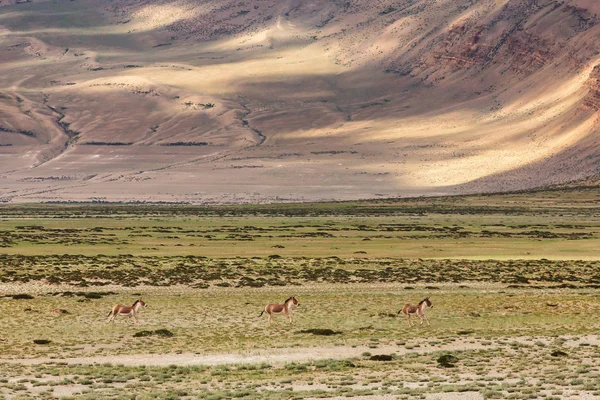 Тибетська Дика попка або Кьанг Equus Кіанг про плато Чантханг в Ladakh — стокове фото