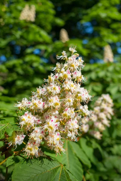 Lindas flores de castanheiros florescentes — Fotografia de Stock