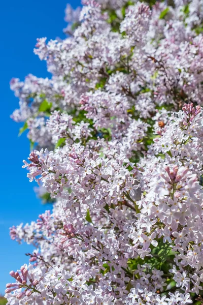 Flores de lila florecen flores en el jardín de primavera — Foto de Stock