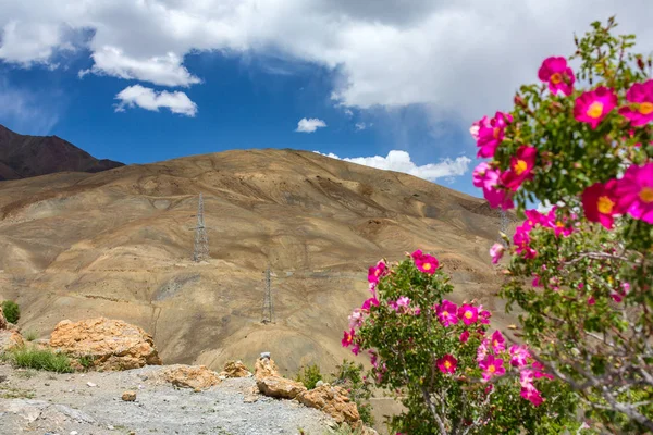 Pali ad alta tensione in arido paesaggio montano in Ladakh, India — Foto Stock