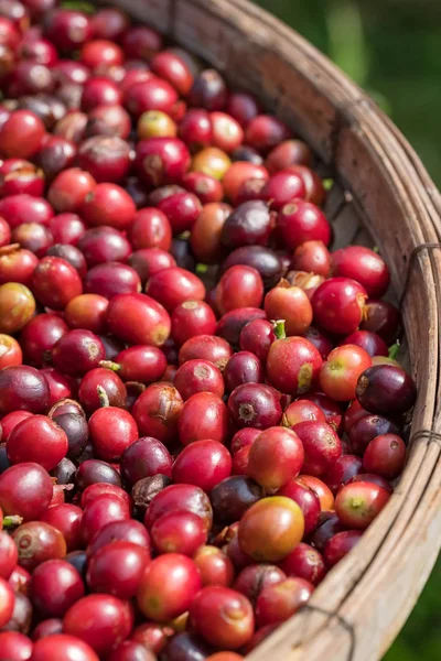 Close up de grãos de café de bagas vermelhas na cesta — Fotografia de Stock