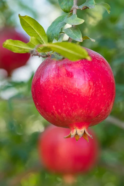 Ripe pomegranate fruits on a tree branch — Stock Photo, Image