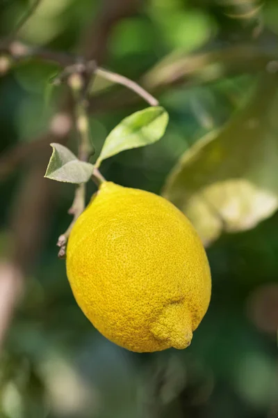 Ripe lemon fruit closeup on a lemon tree branch — Stock Photo, Image