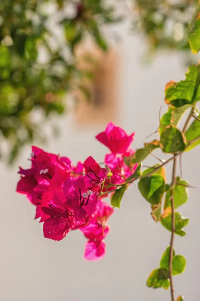 Бугенвиллия цветы и бугенвиллия завод крупным планом летом — стоковое фото