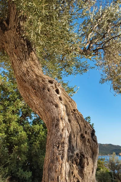Starym pniu drzewa oliwnego, korzenie i gałęzie — Zdjęcie stockowe