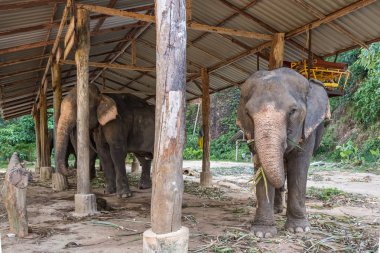 Tayland fil kampında Asya fil