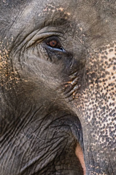 Elephant eye nära upp. — Stockfoto