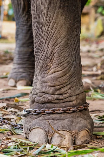 Närbild av en elefant ben i kedjor i Elephant Camp. — Stockfoto