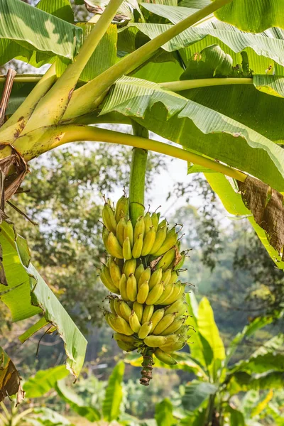 Bananen auf einem Bananenbaum — Stockfoto