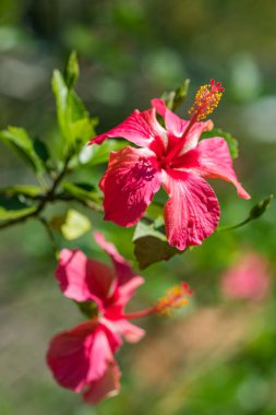 Kırmızı çiçek, Hibiscus rosa sinensis