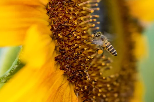 Bee collects nectar from a sunflower flower — Stock Photo, Image