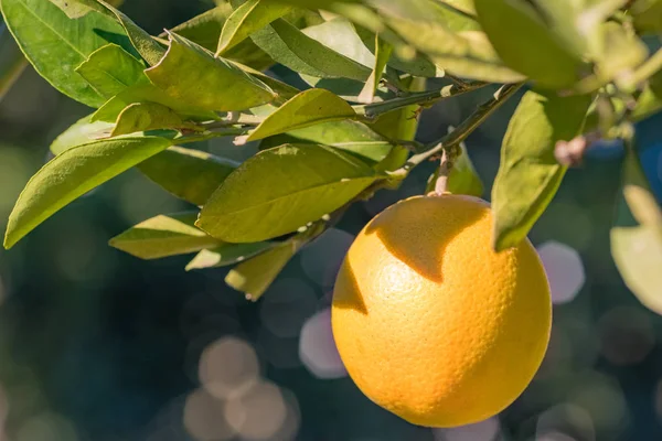 Laranjas maduras penduradas em uma árvore no jardim de frutas — Fotografia de Stock