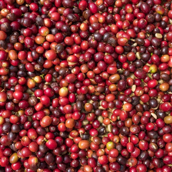 Close up de grãos de café de bagas vermelhas — Fotografia de Stock