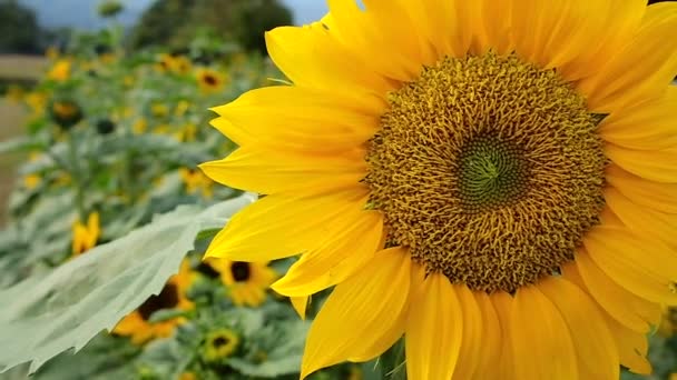 Tournesol floraison fond naturel .