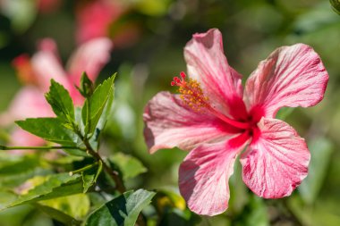 Kırmızı çiçek, Hibiscus rosa sinensis