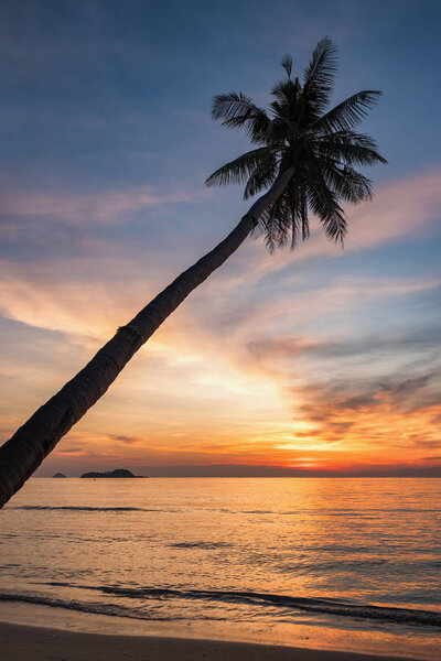 Palm trees and sunset sky background