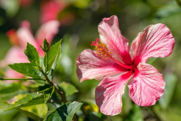 Rode bloem, Hibiscus rosa sinensis — Stockfoto