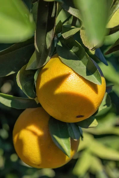 Naranjas maduras colgando de un árbol en el jardín frutal — Foto de Stock