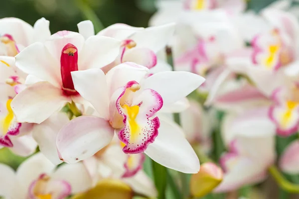 Belles fleurs d'orchidée gros plan — Photo