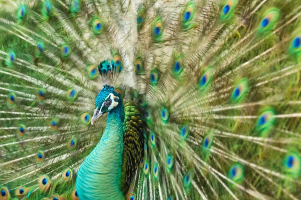 Close up pavão masculino com penas totalmente desdobradas de sua cauda — Fotografia de Stock