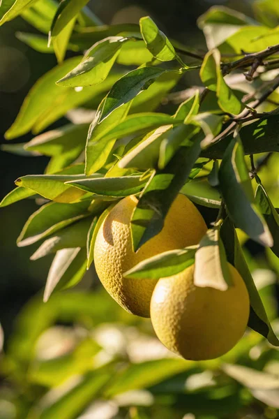 Rijpe sinaasappels hangend aan een boom in de fruittuin — Stockfoto