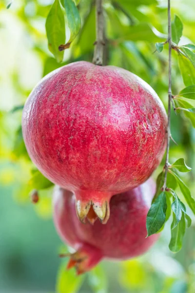 वृक्ष शाखा वर परिपक्व टोमॅटो फळे — स्टॉक फोटो, इमेज