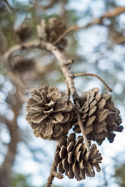 Cones de pinheiro em close-up ramo — Fotografia de Stock