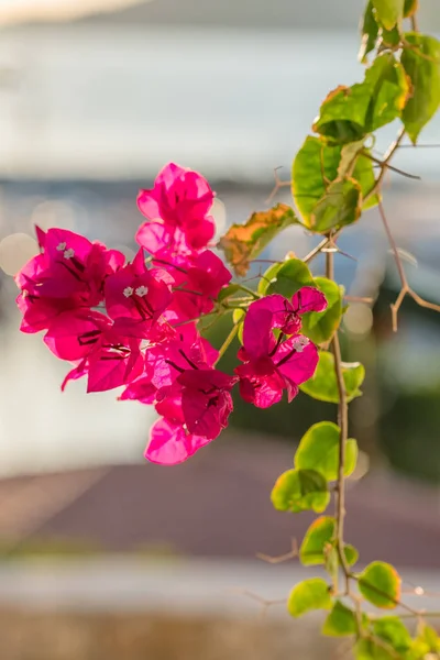 Bougainvillea bloemen en Bougainvillea plant close-up in de zomer — Stockfoto