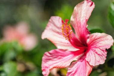 Kırmızı çiçek, Hibiscus rosa sinensis
