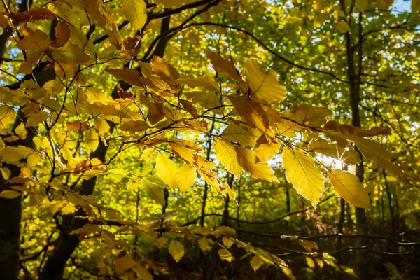 美丽的风景与秋天的树木在喀尔巴鄂山脉,乌克兰 — 图库照片