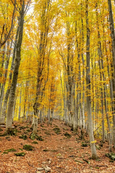 Φθινοπωρινό δάσος δέντρα τοπίο — Φωτογραφία Αρχείου