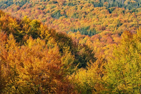Piękny krajobraz z jesiennych drzew w Karpatach, Ukraina — Zdjęcie stockowe