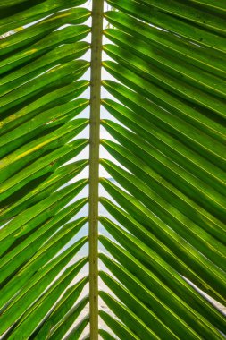 palmiye ağacı yaprak yakın çekim