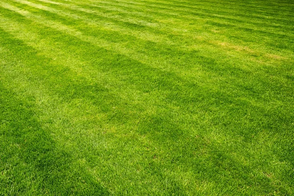 Beautiful fresh green lawn field background — Stock Photo, Image