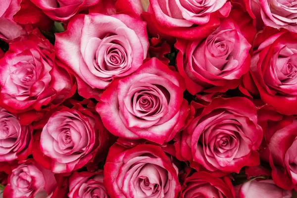 Beautiful pink red roses background — Stock Photo, Image