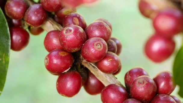 Grains de café mûrissant sur un arbre — Video