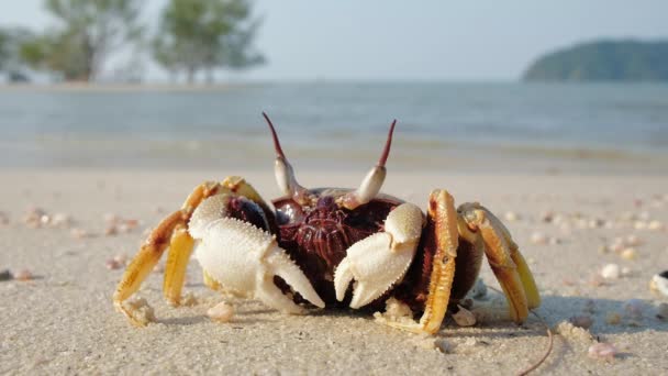 Crab on the tropical beach — Stock Video