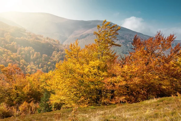 Beau paysage avec des arbres d'automne dans les montagnes des Carpates, Ukraine — Photo