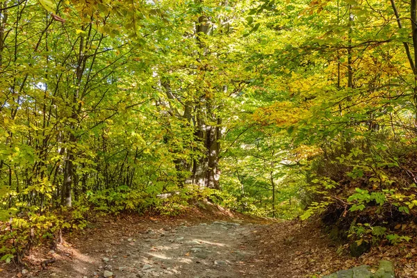Autumn forest trees landscape — Stock Photo, Image