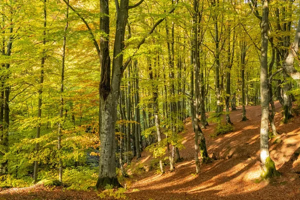 Осінні лісові дерева пейзаж — стокове фото