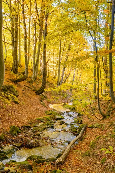 Žlutá listí v lese a malá řeka na podzimní krajině — Stock fotografie