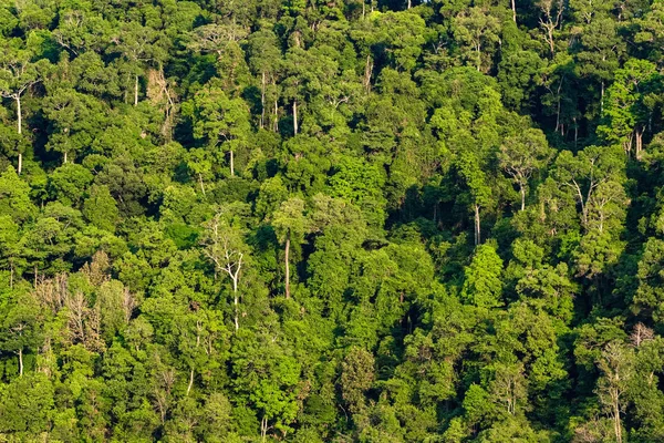 Пишний зелений тропічний тропічний ліс — стокове фото