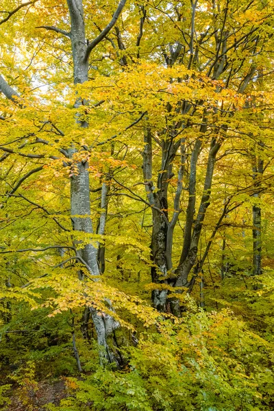 Herfst boslandschap-bomen — Stockfoto