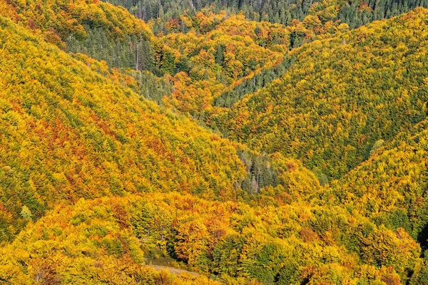 Όμορφο κίτρινο, πορτοκαλί και πράσινο φθινοπωρινό δάσος, πολλά δέντρα στους πορτοκαλί λόφους — Φωτογραφία Αρχείου