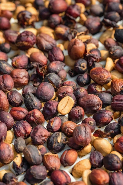 Kaffebönor torkning på Sun Close-up — Stockfoto