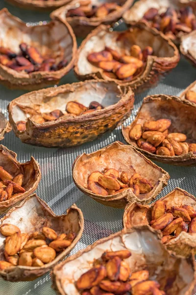 Raw Cocoa beans drying on a cacao plantation — Stock Photo, Image