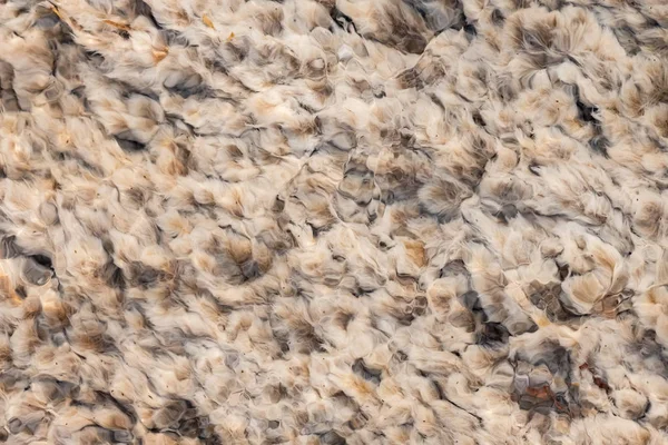 Closeup pohled na bílé řasy se třepetá v horkých pramenech vody. — Stock fotografie