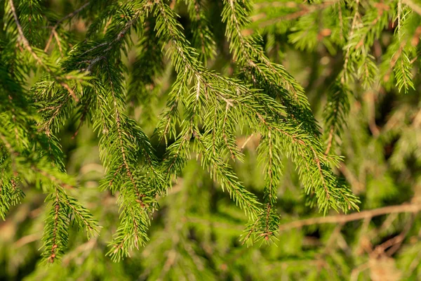 Jovens ramos de abeto close-up — Fotografia de Stock